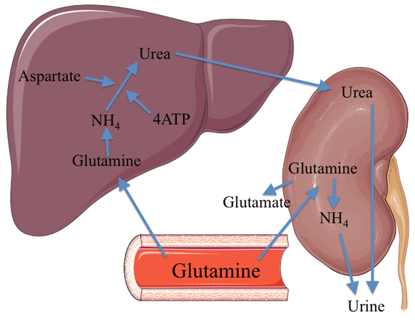 glutamin szív egészsége magas vérnyomás fokozott pulzus